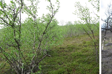 Cascading effects of moth outbreaks on subarctic soil food webs